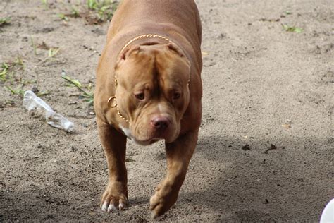 american bully magoo|More.